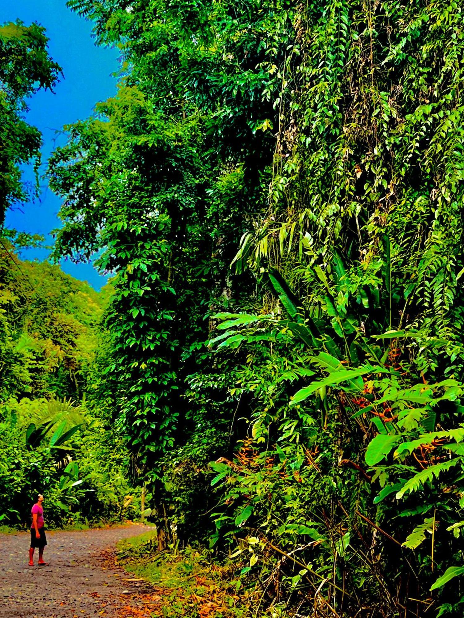 Beachfront Paradise Manuel Antonio Exterior photo